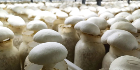 第三批中國特色農產品優勢區出爐，“商洛香菇”榜上有名